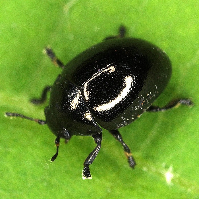 Oomorphus concolor (Oomorphus concolor) - © Erwin Holzer